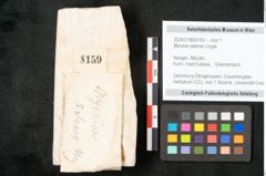 Foto (Objekt + Etikett) von Myrsine selenes Unger (NHMW-GEO-2024-0188-8159)